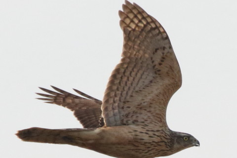 トリミング 2016/12月 SIGMA150-600C+7D2 焦点距離600mm F8 ss1/1600 ISO800 Case3