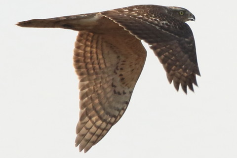 トリミング 2016/12月 SIGMA150-600C+7D2 焦点距離600mm F8 ss1/1600 ISO800 Case3