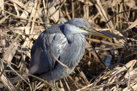 2016/12月 SIGMA150-600C+7D2 焦点距離600mm F8 ss1/250 ISO200