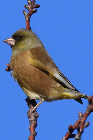 トリミング 2016/12月 SIGMA150-600C+7D2 焦点距離600mm F8 ss1/1600 ISO400