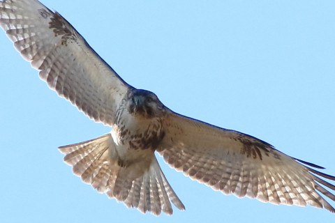 トリミング 2016/12月 SIGMA150-600C+7D2 焦点距離600mm F8 ss1/1600 ISO500 Case3