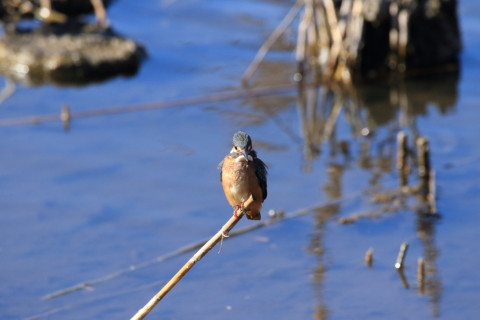 2016/12月 SIGMA150-600C+7D2 焦点距離600mm F8 ss1/2000 ISO2000