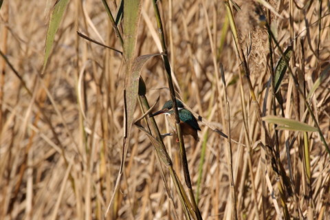 2016/12月 SIGMA150-600C+7D2 焦点距離600mm F8 ss1/2000 ISO640