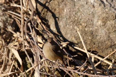 2016/12月 SIGMA150-600C+7D2 焦点距離600mm F8 ss1/1000 ISO500