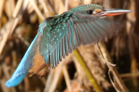 トリミング 2016/12月 SIGMA150-600C+7D2 焦点距離600mm F8 ss1/1000 ISO640 Case3