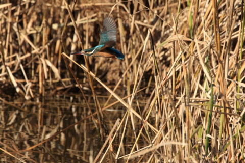2016/12月 SIGMA150-600C+7D2 焦点距離600mm F8 ss1/1250 ISO400 Case3