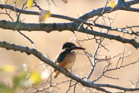 2016/12月 SIGMA150-600C+7D2 焦点距離600mm F8 ss1/1250 ISO1250