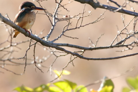 2016/12月 SIGMA150-600C+7D2 焦点距離600mm F8 ss1/1250 ISO1250