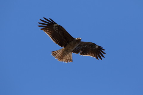 2016/12月 SIGMA150-600C+7D2 焦点距離468mm F8 ss1/1600 ISO640 Case3