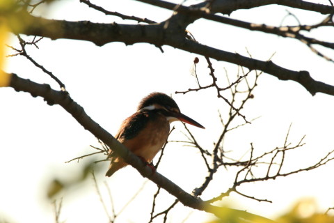 2016/12月 SIGMA150-600C+7D2 焦点距離600mm F8 ss1/2000 ISO320