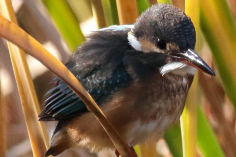 トリミング 2016/12月 SIGMA150-600C+7D2 焦点距離600mm F8 ss1/1250 ISO2000