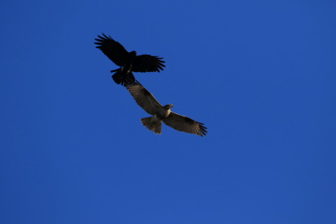 2016/12月 SIGMA150-600C+7D2 焦点距離546mm F8 ss1/2500 ISO500 Case3