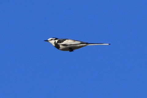 トリミング 2016/12月 SIGMA150-600C+7D2 焦点距離275mm F8 ss1/2000 ISO500 Case3