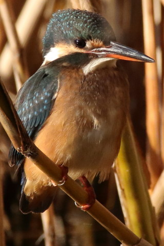 トリミング 2016/12月 SIGMA150-600C+7D2 焦点距離600mm F8 ss1/1600 ISO1000