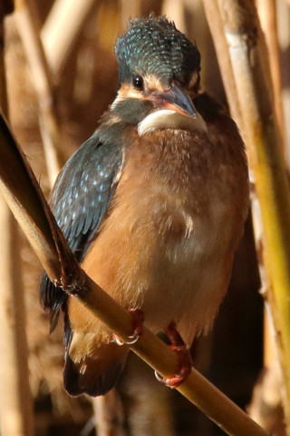 トリミング 2016/12月 SIGMA150-600C+7D2 焦点距離600mm F8 ss1/1600 ISO1250