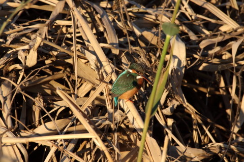 2016/12月 SIGMA150-600C+7D2 焦点距離546mm F8 ss1/1250 ISO1250