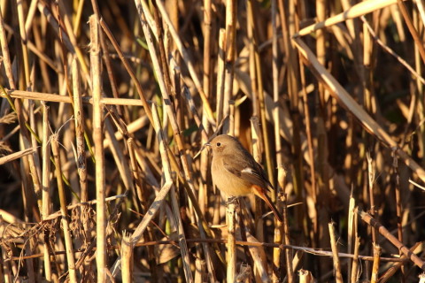 2016/12月 SIGMA150-600C+7D2 焦点距離546mm F8 ss1/1250 ISO2500