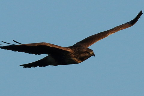 トリミング 2016/12月 SIGMA150-600C+7D2 焦点距離451mm F8 ss1/800 ISO250 Case3