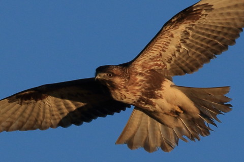 トリミング 2016/12月 SIGMA150-600C+7D2 焦点距離451mm F8 ss1/800 ISO250 Case3