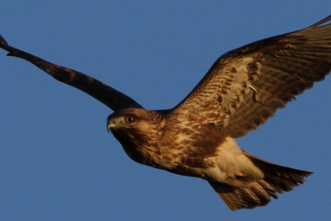 トリミング 2016/12月 SIGMA150-600C+7D2 焦点距離451mm F8 ss1/800 ISO250 Case3