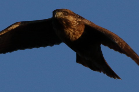 トリミング 2016/12月 SIGMA150-600C+7D2 焦点距離451mm F8 ss1/800 ISO250 Case3