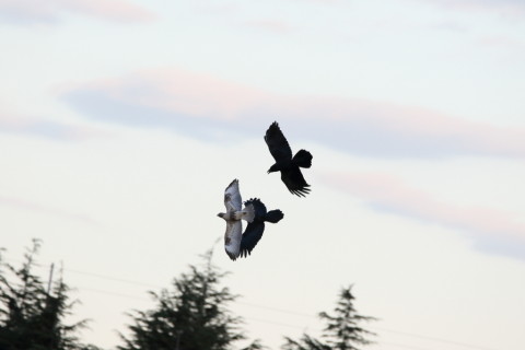トリミング 2016/12月 SIGMA150-600C+7D2 焦点距離531mm F8 ss1/800 ISO320 