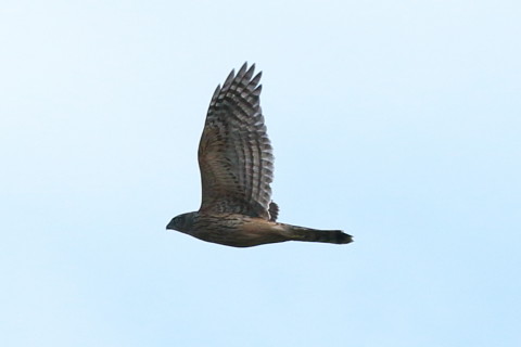 トリミング 2016/12月 SIGMA150-600C+7D2 焦点距離196mm F8 ss1/800 ISO160 Case3