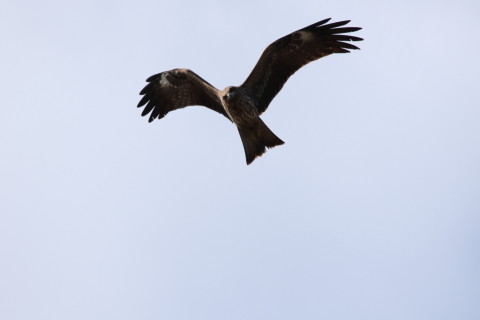 2016/12月 SIGMA150-600C+7D2 焦点距離546mm F8 ss1/1600 ISO320 Case3