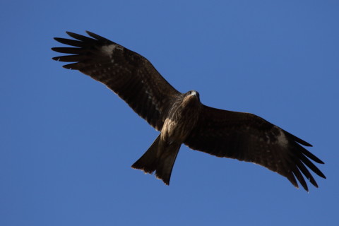 2016/12月 SIGMA150-600C+7D2 焦点距離531mm F8 ss1/1600 ISO320 Case3