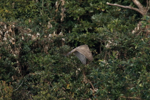 2016/12月 SIGMA150-600C+7D2 焦点距離600mm F8 ss1/1600 ISO1250 Case3