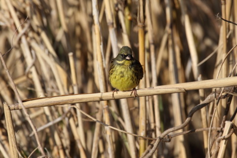 2016/12月 SIGMA150-600C+7D2 焦点距離600mm F8 ss1/500 ISO160