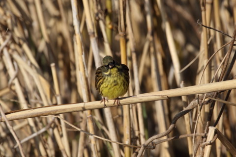 2016/12月 SIGMA150-600C+7D2 焦点距離600mm F8 ss1/500 ISO160