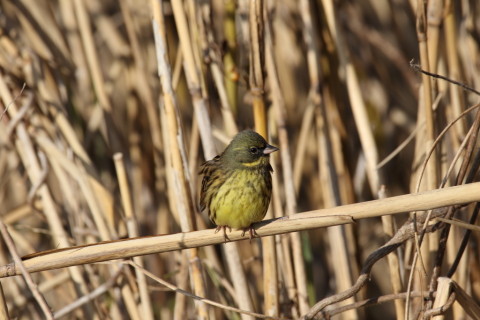 2016/12月 SIGMA150-600C+7D2 焦点距離600mm F8 ss1/500 ISO160