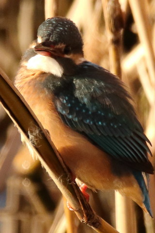 2016/12月 SIGMA150-600C+7D2 焦点距離562mm F8 ss1/1000 ISO1250