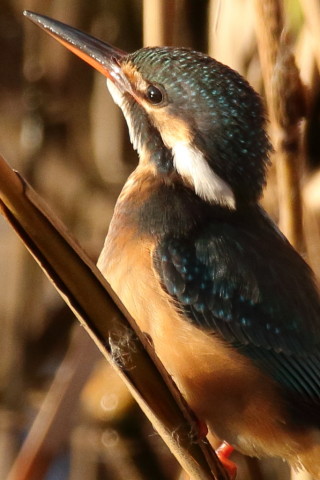 トリミング 2016/12月 SIGMA150-600C+7D2 焦点距離562mm F8 ss1/800 ISO800
