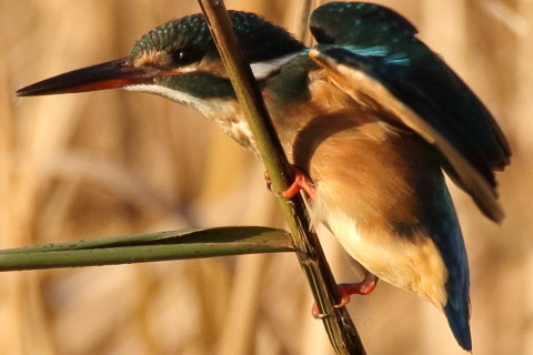 トリミング 2016/12月 SIGMA150-600C+7D2 焦点距離562mm F8 ss1/1250 ISO640