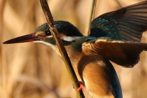 トリミング 2016/12月 SIGMA150-600C+7D2 焦点距離562mm F8 ss1/1250 ISO640