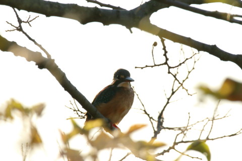 2016/12月 SIGMA150-600C+7D2 焦点距離562mm F8 ss1/1000 ISO160