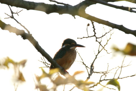 2016/12月 SIGMA150-600C+7D2 焦点距離562mm F8 ss1/1000 ISO160