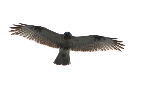 2016/12月 SIGMA150-600C+7D2 焦点距離600mm F8 ss1/2500 ISO320 Case3