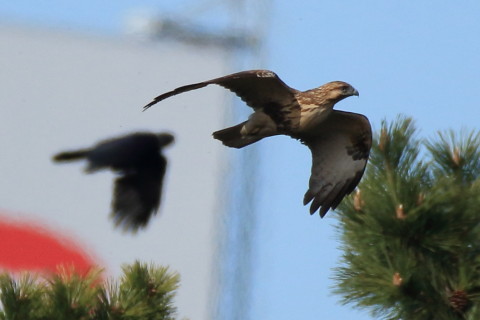トリミング 2016/12月 SIGMA150-600C+7D2 焦点距離600mm F6.3 ss1/2500 ISO400 Case3