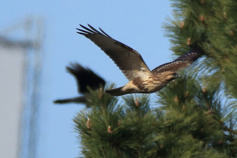 トリミング 2016/12月 SIGMA150-600C+7D2 焦点距離600mm F6.3 ss1/2500 ISO400 Case3