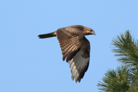 トリミング 2016/12月 SIGMA150-600C+7D2 焦点距離600mm F6.3 ss1/2500 ISO320 Case3