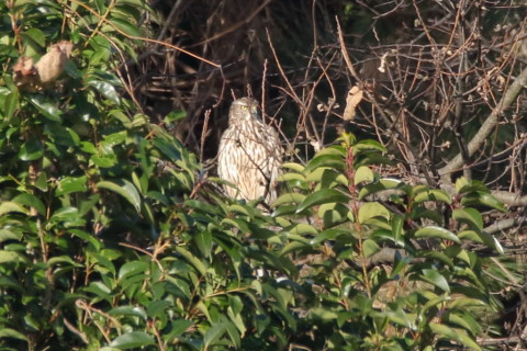 トリミング 2016/12月 SIGMA150-600C+7D2 焦点距離600mm F8 ss1/500 ISO500