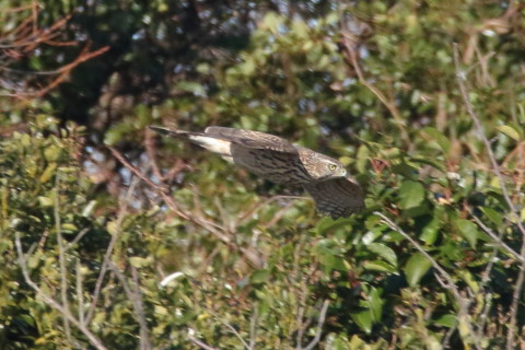 トリミング 2016/12月 SIGMA150-600C+7D2 焦点距離600mm F8 ss1/1250 ISO1000 Case3