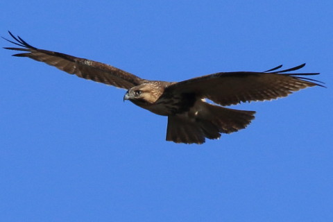 トリミング 2016/12月 SIGMA150-600C+7D2 焦点距離600mm F8 ss1/1600 ISO400 Case3