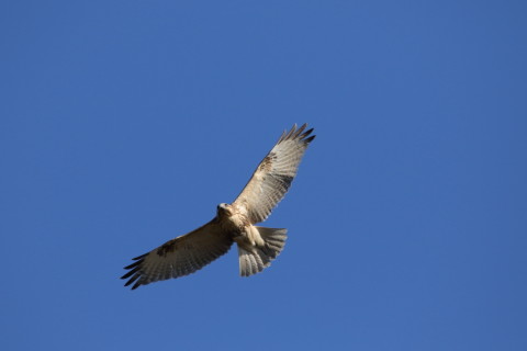 2016/12月 SIGMA150-600C+7D2 焦点距離531mm F8 ss1/1600 ISO640 Case3