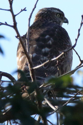 トリミング 2016/12月 SIGMA150-600C+7D2 焦点距離600mm F8 ss1/1600 ISO1000