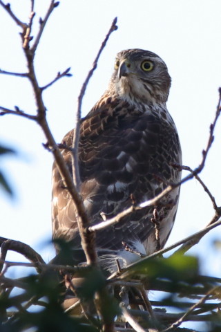 トリミング 2016/12月 SIGMA150-600C+7D2 焦点距離600mm F7.1 ss1/320 ISO400