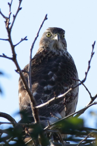 トリミング 2016/12月 SIGMA150-600C+7D2 焦点距離600mm F7.1 ss1/400 ISO400